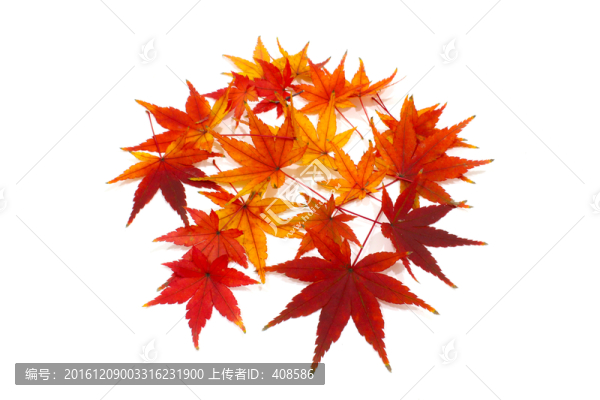 紅楓葉寫(xiě)真,楓葉特寫(xiě)