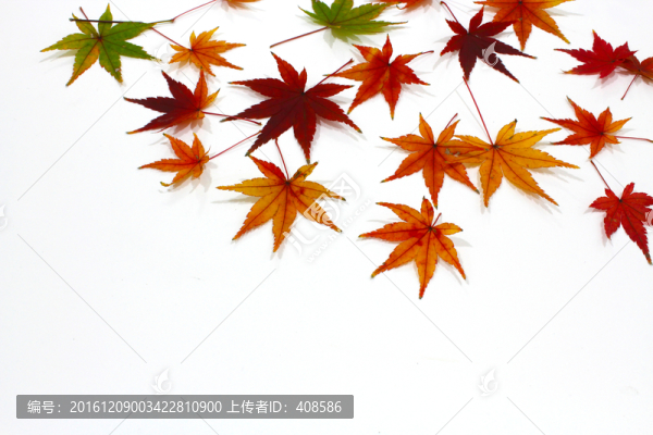 紅楓葉寫真,楓葉特寫