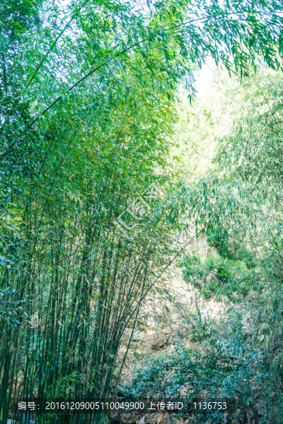 竹林,竹子