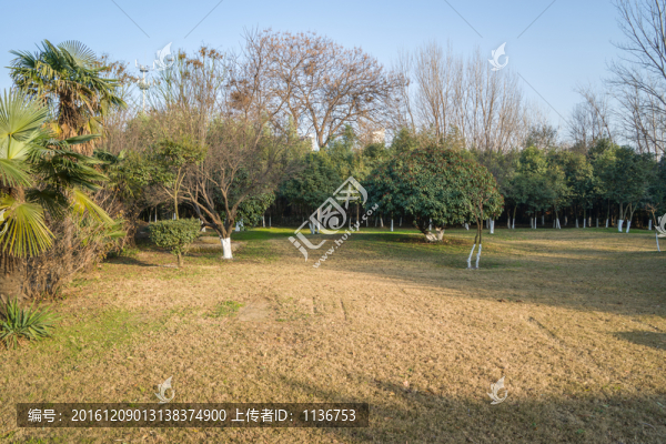 樹林草坪公園
