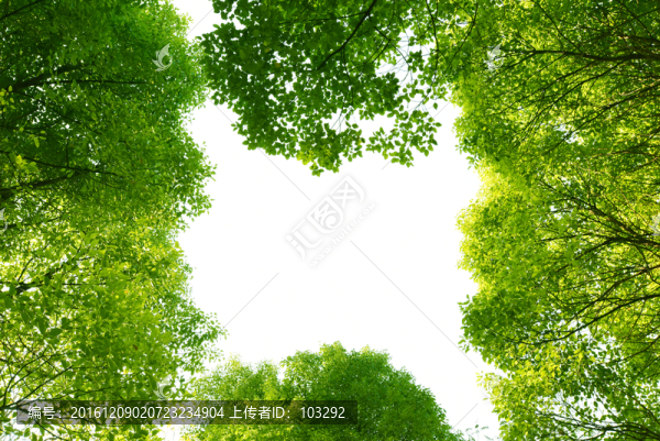 仰拍的樹枝,樹葉邊框
