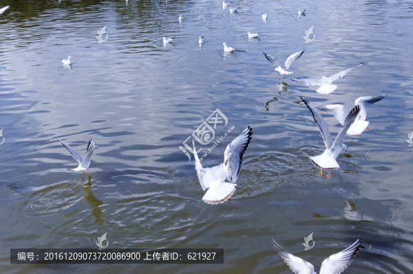 海鷗