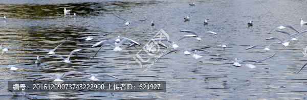 海鷗