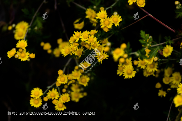菊花,野菊花