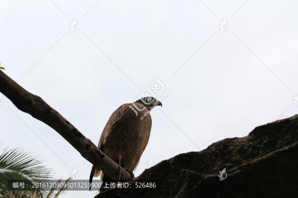 鷹