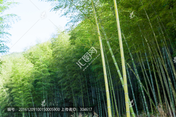 竹林