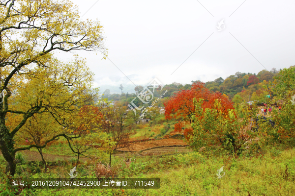 塔川風光,紅葉大樹