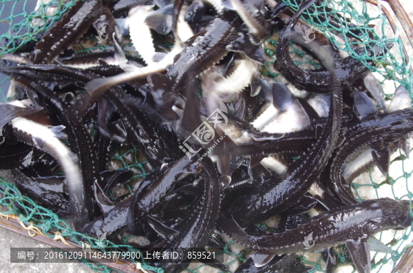 鱘魚苗