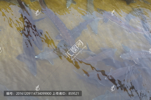 鱘魚養(yǎng)殖