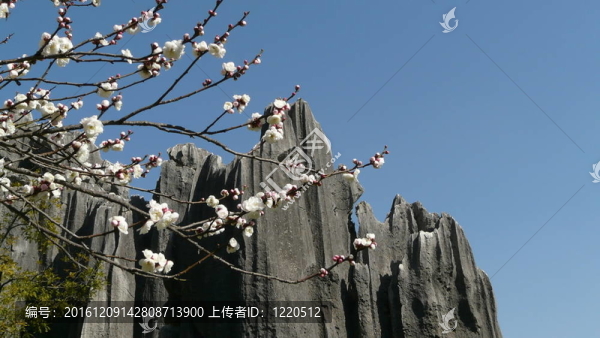 白色花開石林