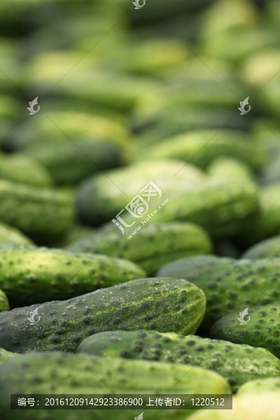 黃瓜
