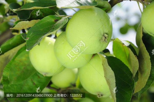 青蘋果