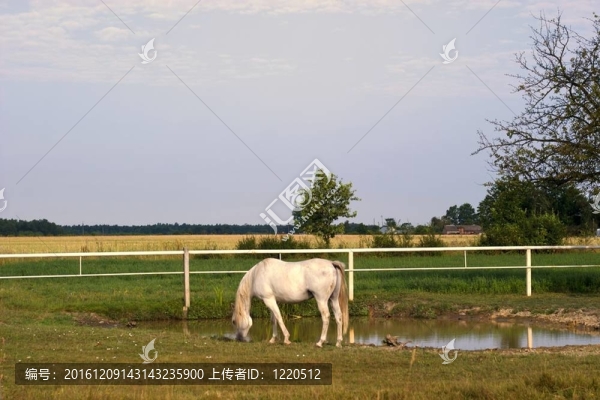 馬