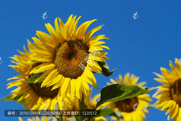 太陽花藍天