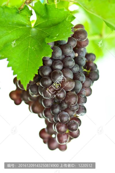 葡萄田-匯圖網(wǎng) www.fosd68.com 葡萄田