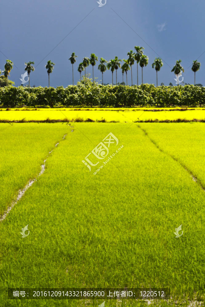 Rice,2