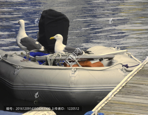seagulls-in-a-raft