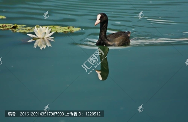 睡蓮的根