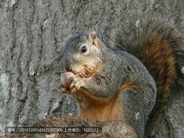 Squirre和山核桃