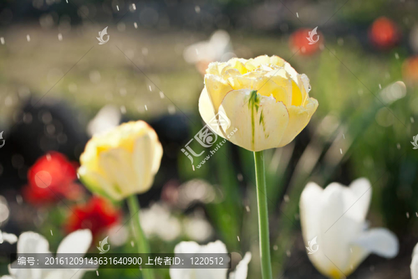 雨下的郁金香