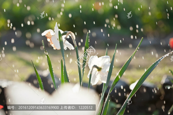 雨下的水仙花