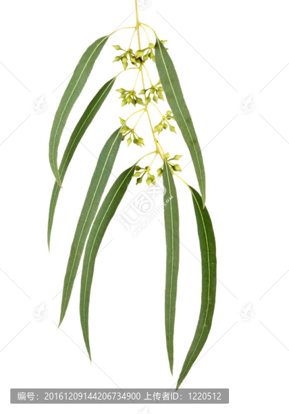 桉樹枝