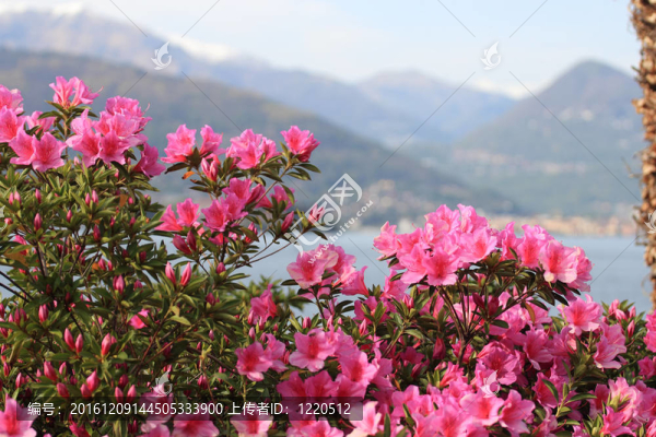 在意大利對(duì)阿爾卑斯山和馬焦雷湖Azalea,Flowers