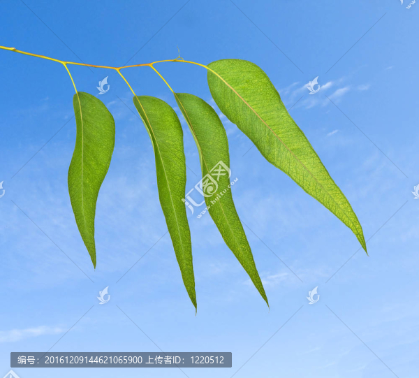 天空背景桉樹枝
