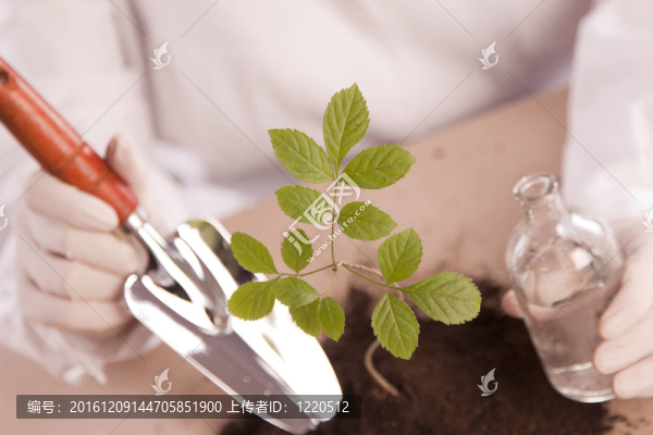 植物在實(shí)驗(yàn)室