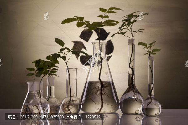 植物在實(shí)驗(yàn)室