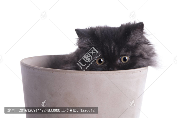 英國長毛貓在盒子里