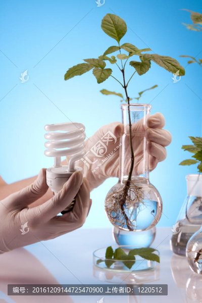 植物在實(shí)驗(yàn)室