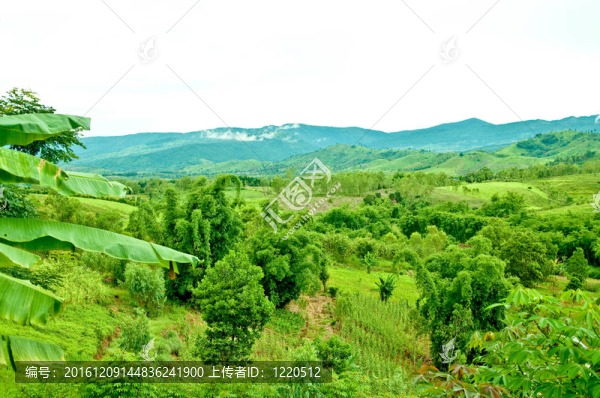 泰國山地森林