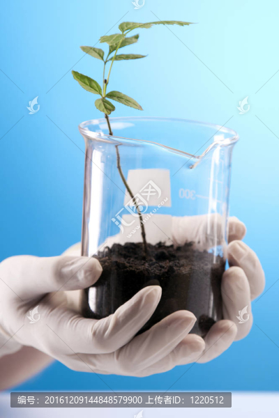 植物在實(shí)驗(yàn)室
