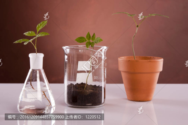 植物在實(shí)驗(yàn)室