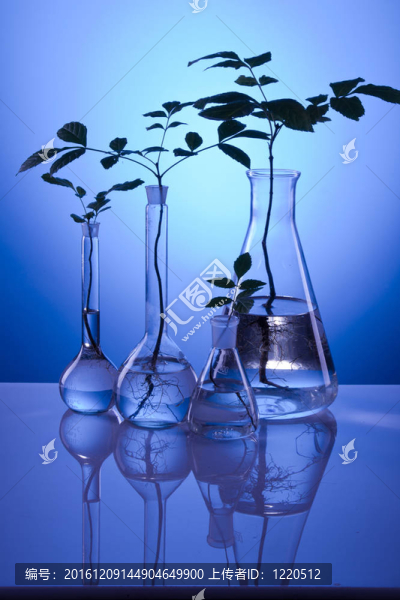 植物在實(shí)驗(yàn)室