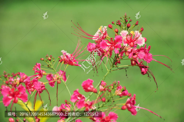 粉紅花綠