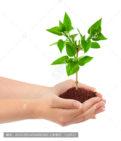 手和植物