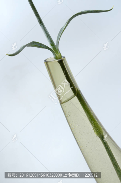 透明花瓶中的花莖