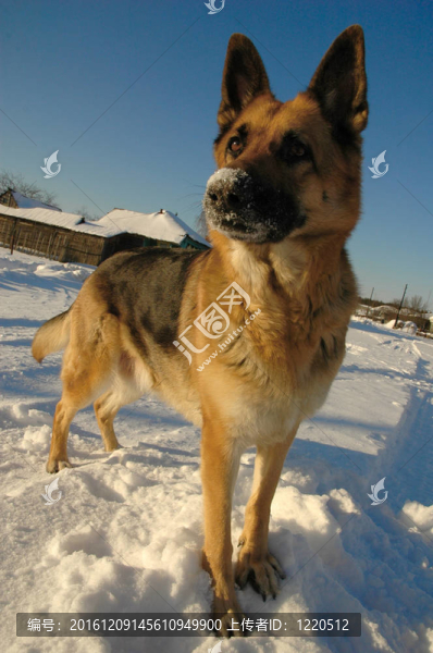 有趣的德國牧羊犬在雪地上玩耍