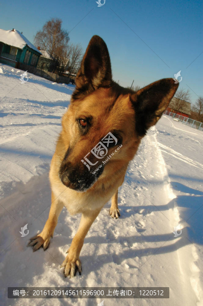有趣的德國牧羊犬站在雪地上