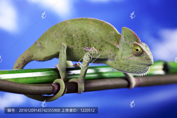 綠色的變色龍。彩色照片