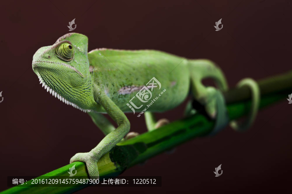 綠色的變色龍。彩色照片