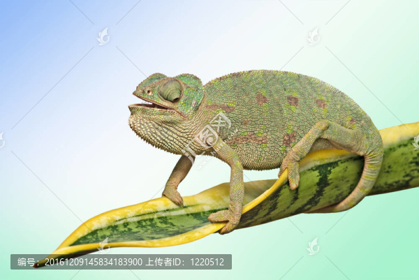 張開嘴在葉子變色龍