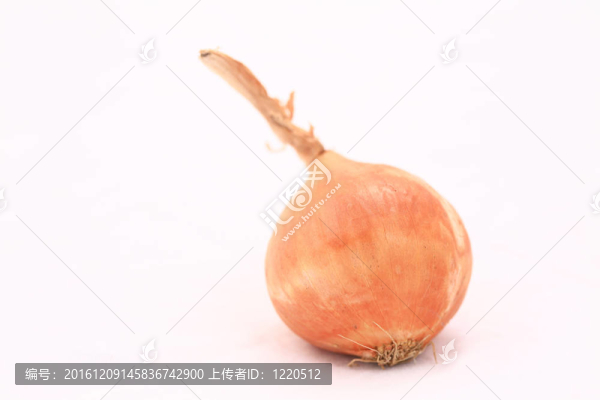 單一的洋蔥