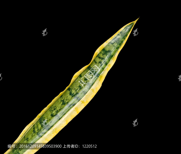 虎尾蘭（岳母舌）葉