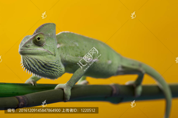綠色的變色龍。彩色照片