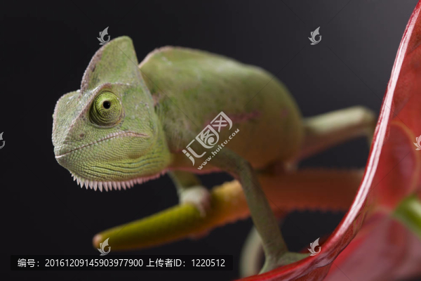 綠色的變色龍。彩色照片
