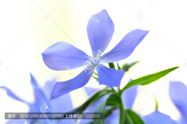紫色的薰衣草花