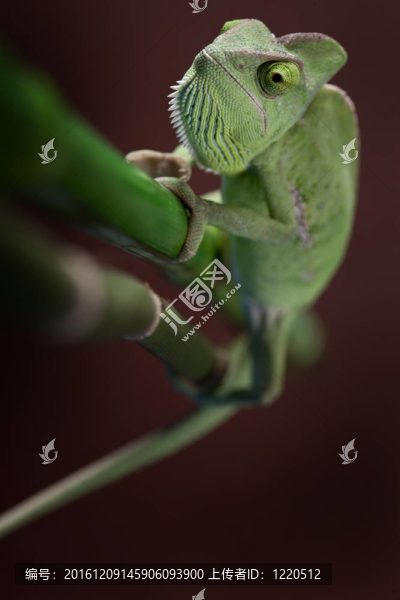 綠色的變色龍。彩色照片